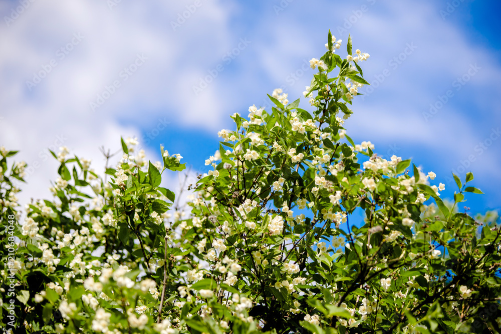 Blossoming branch of Jasmine on a background of blue sky Blossoming branch of Jasmine on a background of blue sky