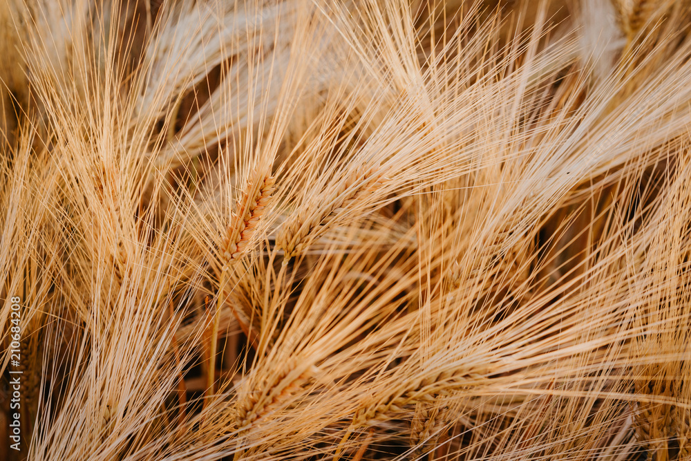 close up of wheat ears on field close up of wheat ears on field