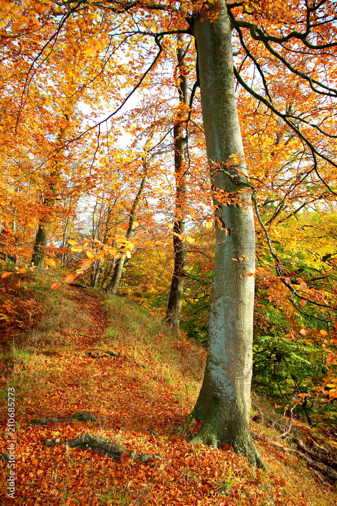 Obraz premium Herbstbuche