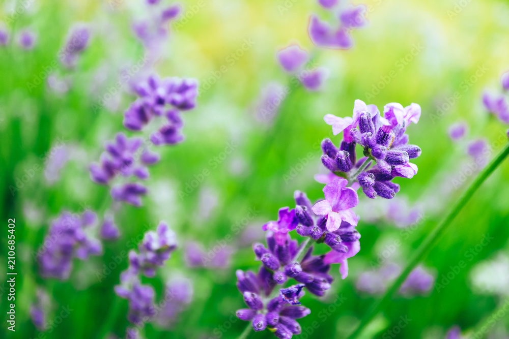 Beautiful violet wild lavender meadow backdrop. A field of purple lavandula herbs blooming in a french provence.