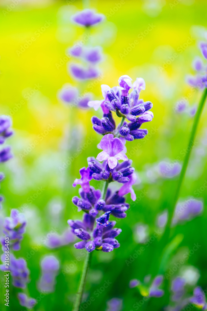 Beautiful violet wild lavender meadow backdrop. A field of purple lavandula herbs blooming in a french provence. Beautiful violet wild lavender meadow backdrop. A field of purple lavandula herbs blooming in a french provence.