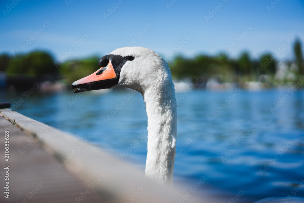Obraz premium Grace white grace swans on Alster lake near the pier a sunny day. Hamburg, Germany