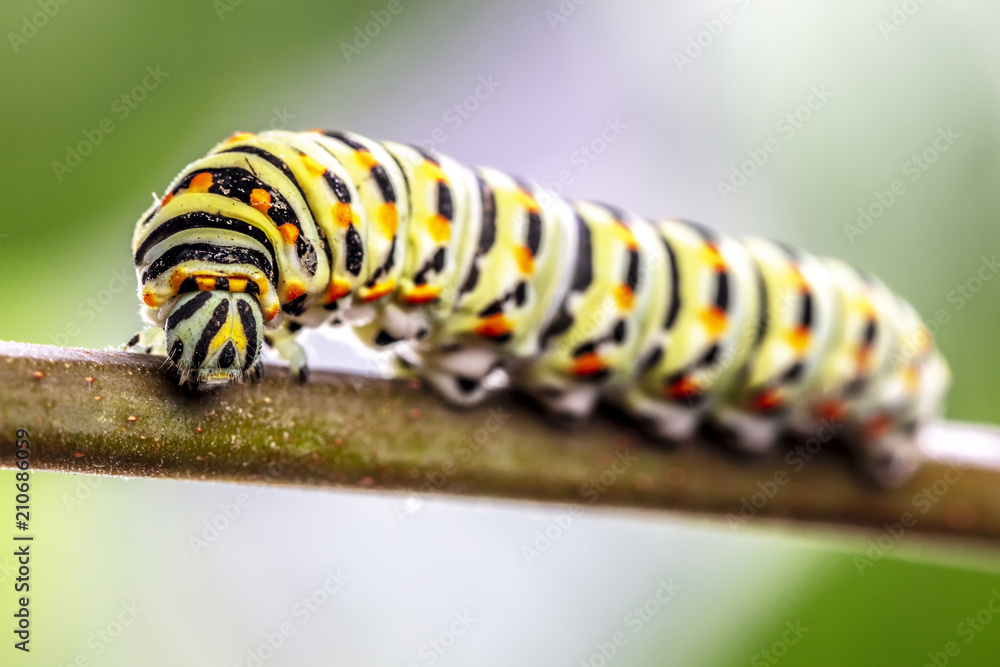 Fototapeta premium Papilio machaon Caterpillar