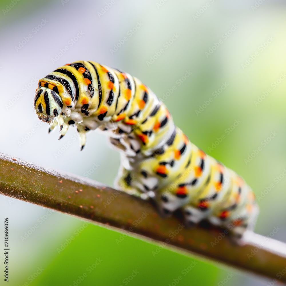 Fototapeta premium Papilio machaon Caterpillar