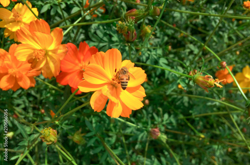 Bee and flowers Yellow in the garden.