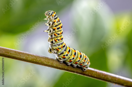 Papilio machaon Caterpillar