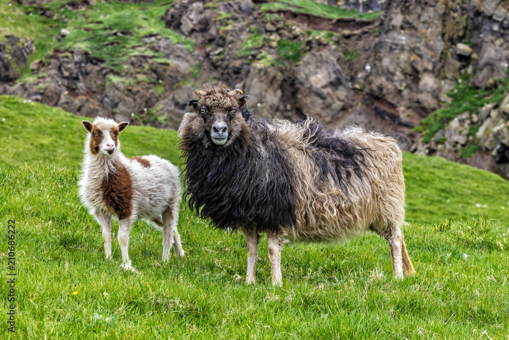 Obraz premium sheep in mykines
