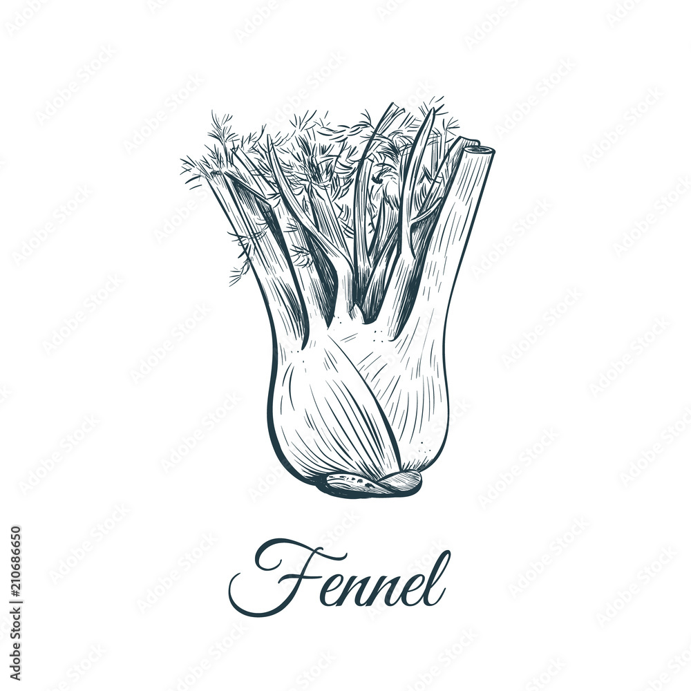 Illustration Of Fennel Bulb Photograph by Ikon Images - Pixels