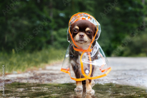funny chihuahua dog posing in a rain coat, rainy day