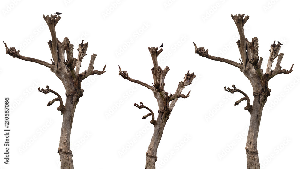 Single old and dead trees isolate d on white background Single old and dead trees isolate d on white background
