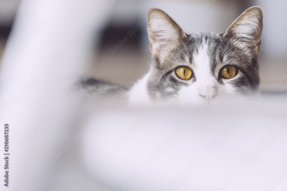 Portrait d'un jeune chat tabby, regard intense Portrait d'un jeune chat tabby, regard intense