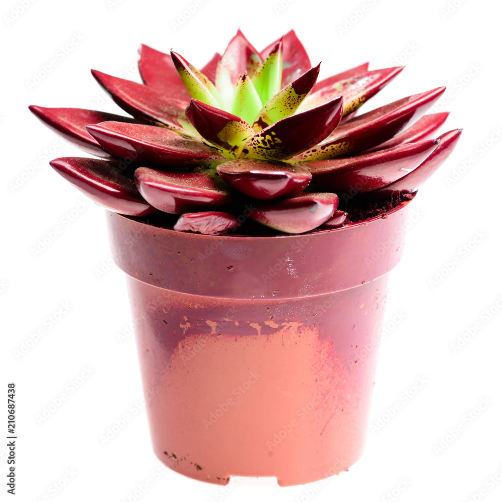 Succulent plant. Red echeveria cactus in pot isolated on white b Succulent plant. Red echeveria cactus in pot isolated on white b