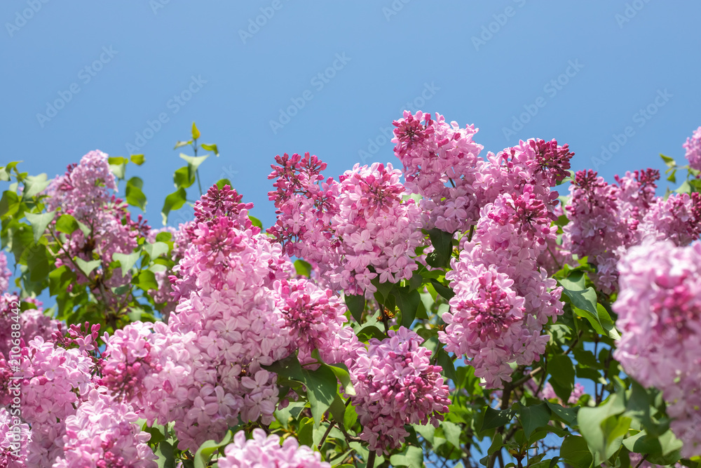 springtime bunches of lilac blossoms on branches