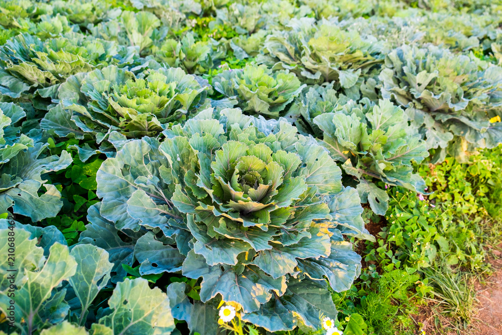Cultivation cabbage bloom growing Cultivation cabbage bloom growing