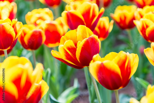 Red and yellow beautiful tulips in spring, flower background