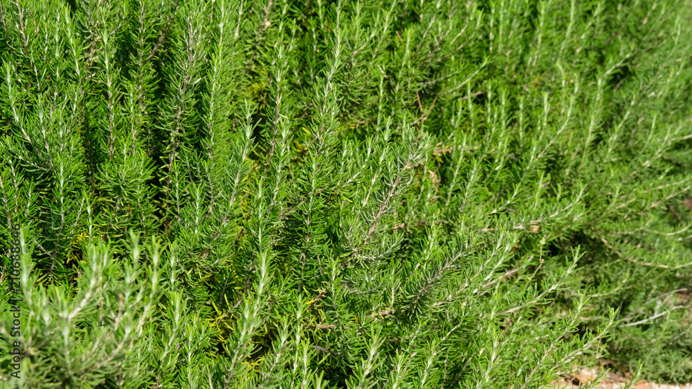 blossoming rosemary plants in the herb garden, selected focus, narrow depth of field blossoming rosemary plants in the herb garden, selected focus, narrow depth of field