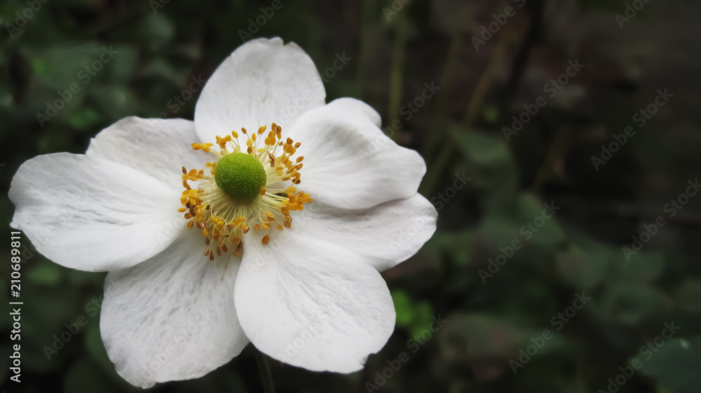 White Flower