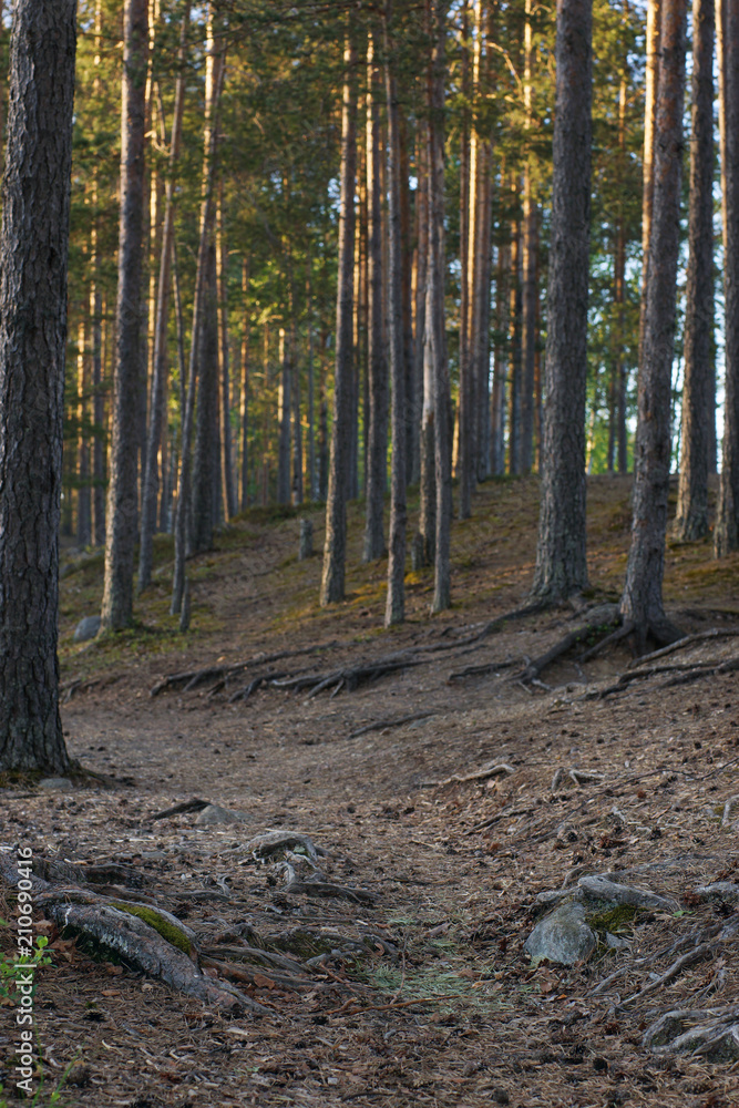 A path among pine trees in a coniferous forest A path among pine trees in a coniferous forest