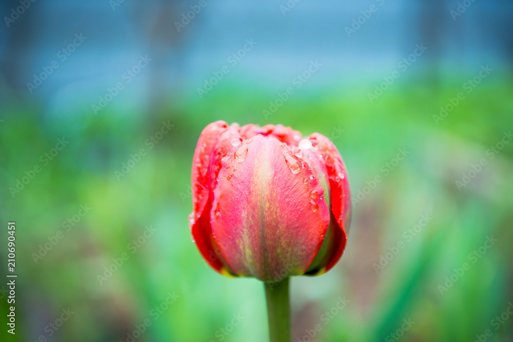 Blooming tulip flower in the garden. Selective focus. Shallow depth of field.