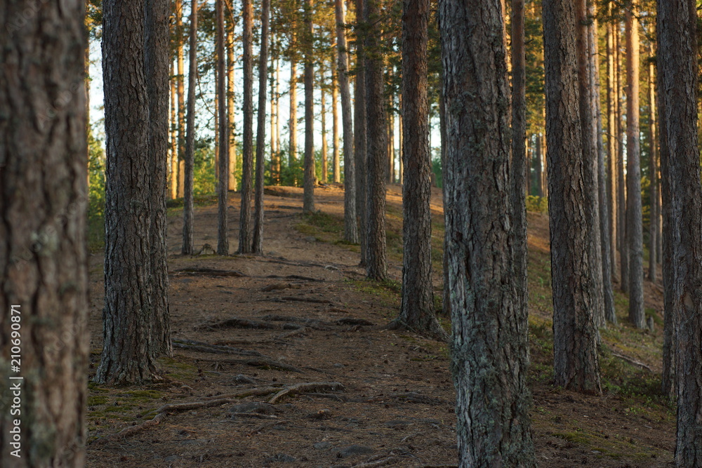 Fototapeta premium A path in the woods with snags and pines