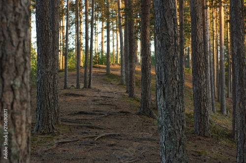 A path in the woods with snags and pines