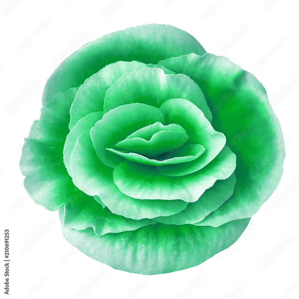 Obraz premium flower green white begonia isolated on white background. Close-up. Element of design.