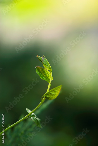 New Bindweed Leaves