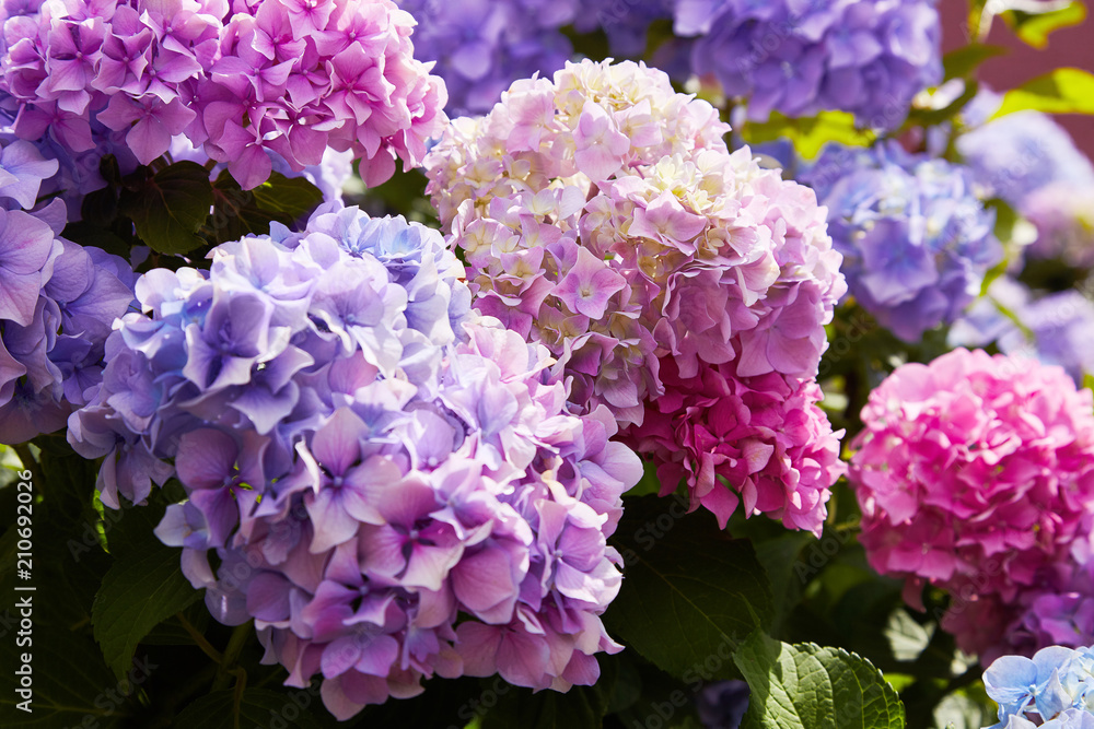 Pink, blue, lilac, violet, purple Hydrangea flower (Hydrangea macrophylla) blooming in spring and summer in a garden. Hydrangea macrophylla - Beautiful bush of hortensia flowers