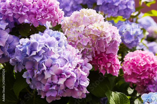 Pink, blue, lilac, violet, purple Hydrangea flower (Hydrangea macrophylla)  blooming in spring and summer in a garden. Hydrangea macrophylla - Beautiful bush of hortensia flowers photo
