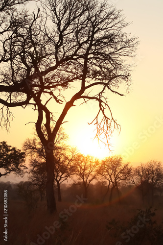 Silhouette tree at sunset on safari in South African