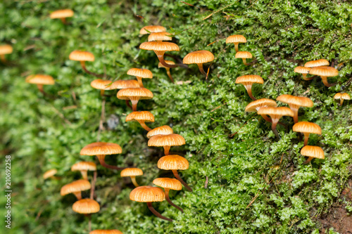 Macro of little orange mushrooms growing with deep green moss.
