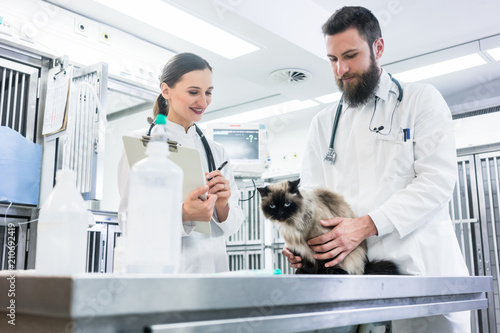 Animal doctor veterinarians examining cat in ICU of animal clinic