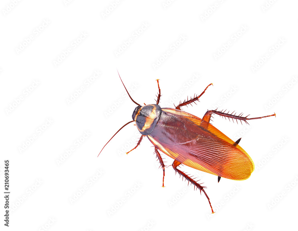 closeup cockroach isolated on white background closeup cockroach isolated on white background
