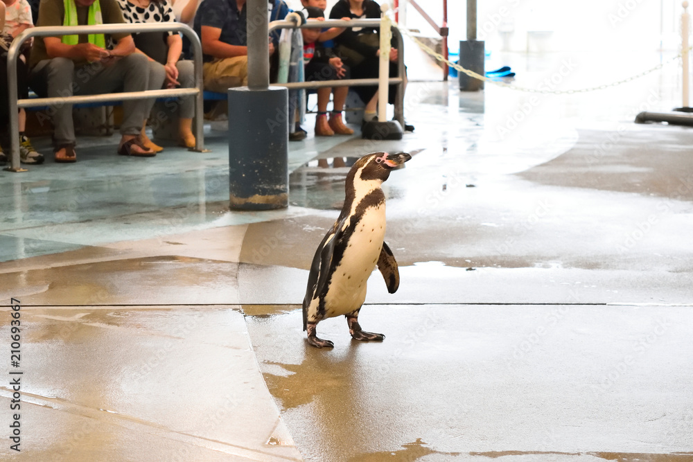 Obraz premium ペンギンの散歩 