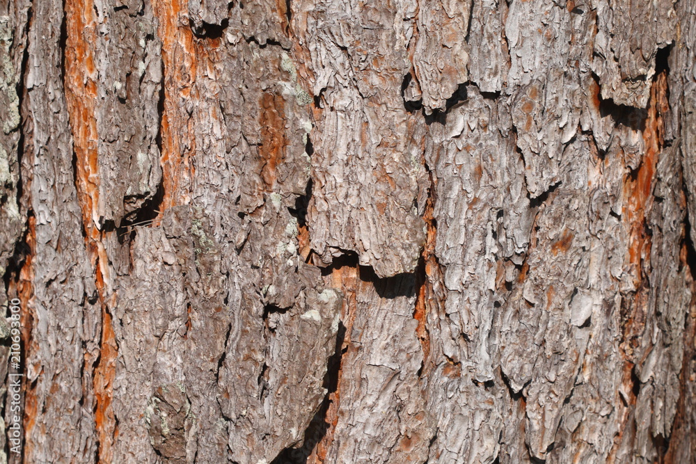 Obraz premium brown bark texture for background