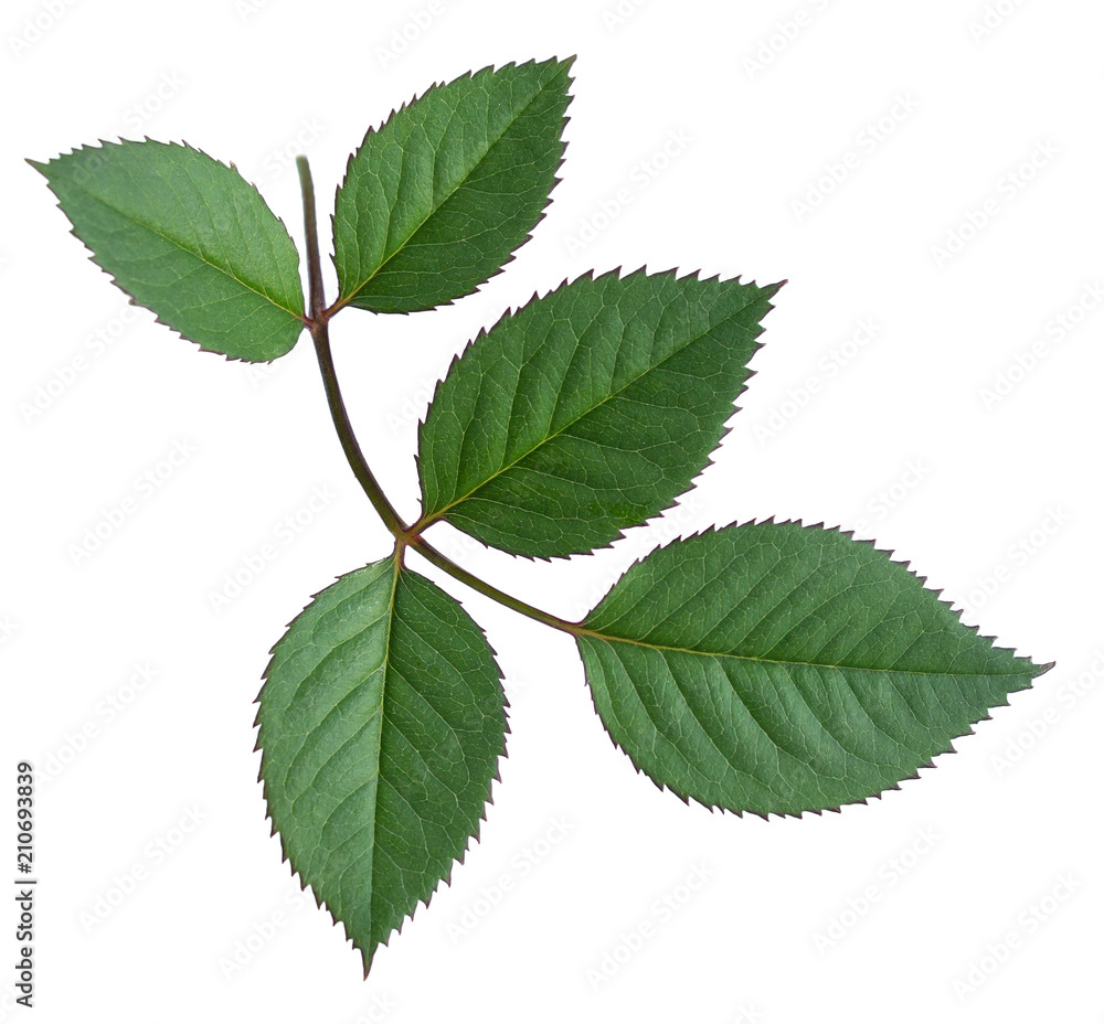 rose leaves on a white background rose leaves on a white background