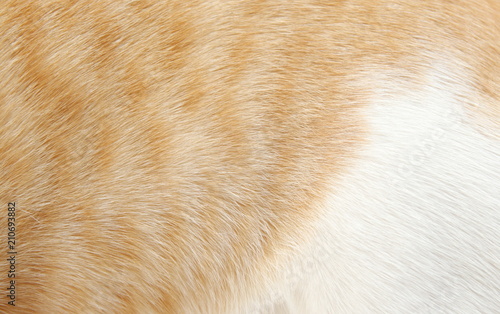 orange and white fur of cat hair for background