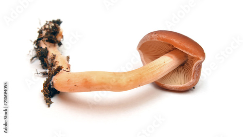 redlead roundhead mushroom