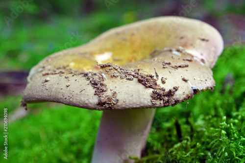 Russula olivacea mushroom photo