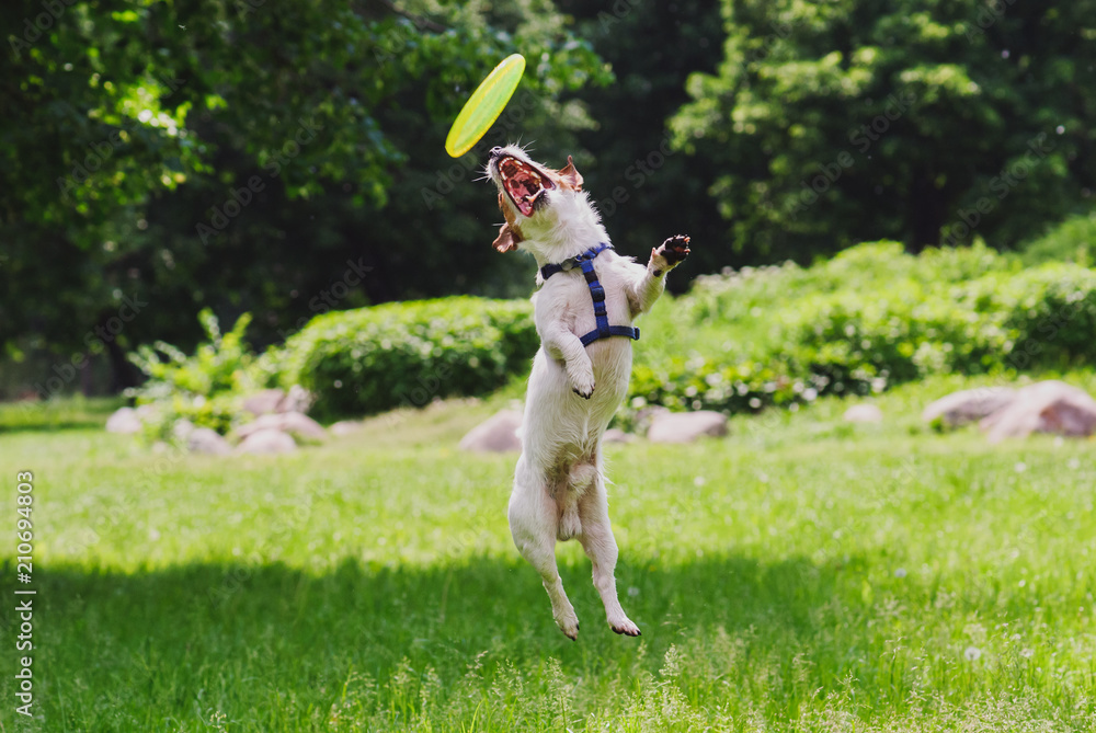 Agile dog jumps and makes tricks with flying disc Stock Photo Adobe Stock