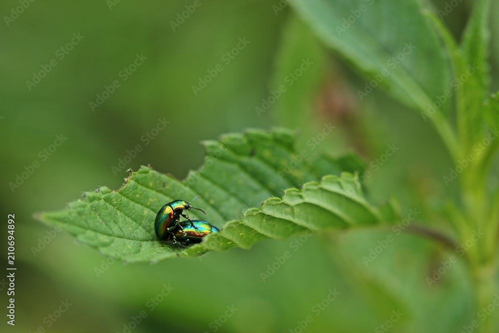 Paarung des Prächtigen Blattkäfers (Chrysolina fastuosa) an Hohlzahn
Paarung des Prächtigen Blattkäfers (Chrysolina fastuosa) an Hohlzahn