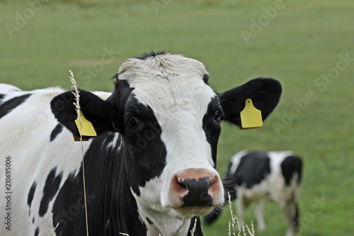 Portrait einer jungen Holstein-Friesian-Kuh