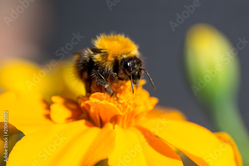 Bumble bee and a yellow flower