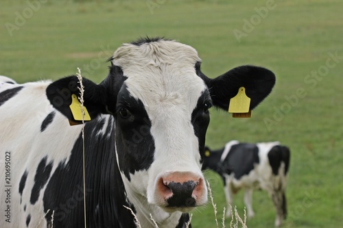 Portrait einer jungen Holstein-Friesian-Kuh © Schmutzler-Schaub