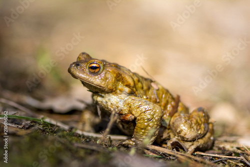 Forest toad close up.