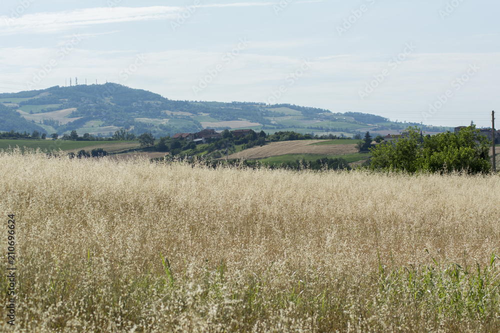 Campo di grano