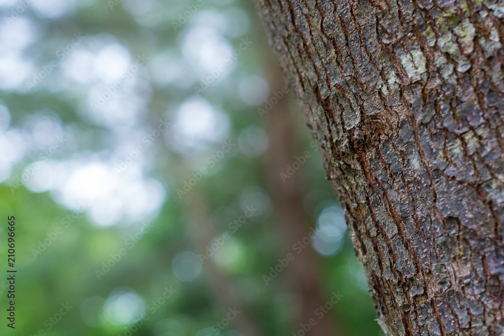 Tree textures close-up with bokeh of leaves Tree textures close-up with bokeh of leaves