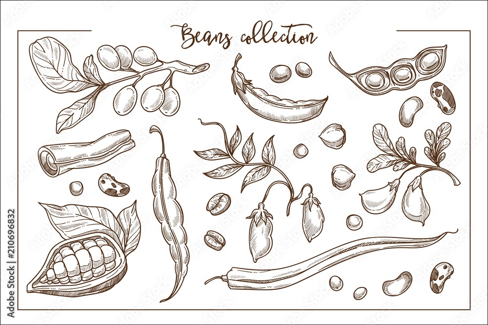 Natural fresh beans full of organic proteins monochrome collection