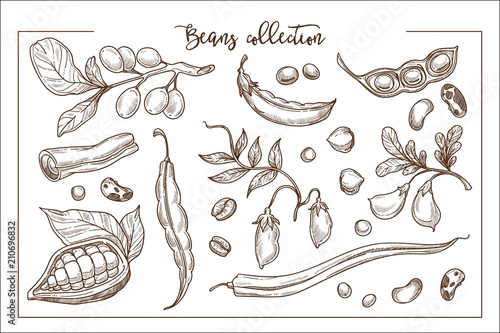 Natural fresh beans full of organic proteins monochrome collection