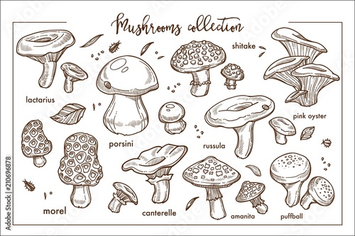 Edible and inedible ripe forest mashrooms monochrome collection